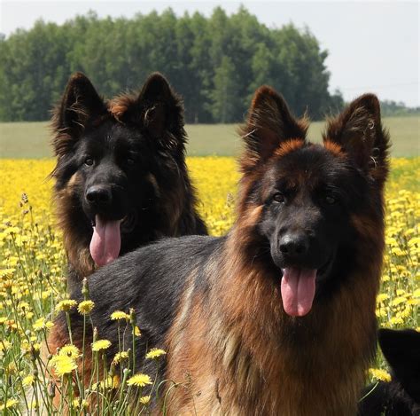 Senovinis vokiečių aviganių veislės standartas