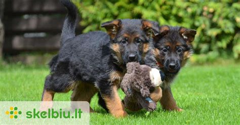 Skirtingų spalvų ir kailio tipų vokiečių aviganių nuotraukų koliažas