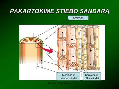 Schematinis augalo stiebo pjūvis su pažymėtomis dalimis: epidermis, žievė, mediena, brazdas, bamblys.