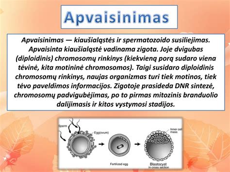 Schema, iliustruojanti spermatozoido ir kiaušialąstės susiliejimą apvaisinimo metu