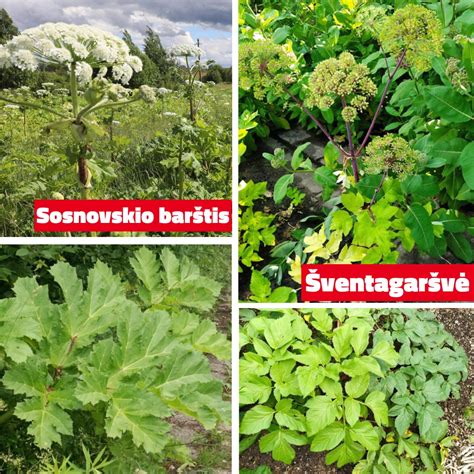 Sosnovskio barščio lapai ir žiedynas