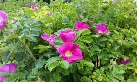 Raukšlėtalapio erškėčio žiedai ir lapai