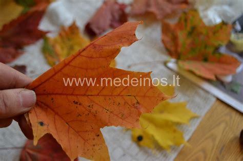 Uosialapio klevo lapai