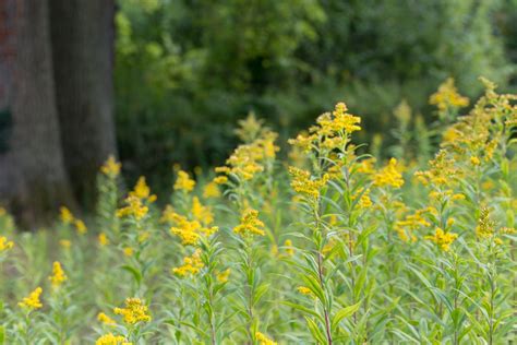 Kanadinės rykštenės geltoni žiedynai