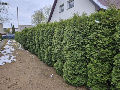 Tujų gyvatvorės formavimas su žymekliu