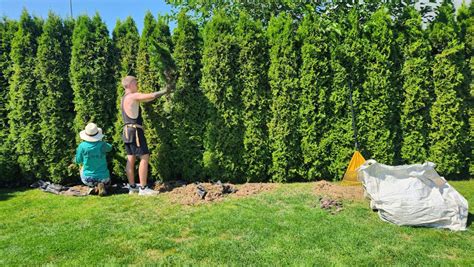 Tujų figūros su metaliniais karkasais