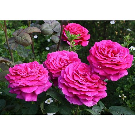 vaizdingas rožių sodas su įvairių veislių krūmais