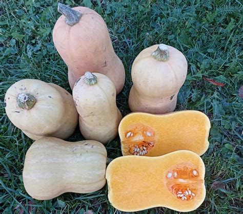 Moliūgas su išskaptuotu veidu ir likusiu minkštimu ir sėklomis