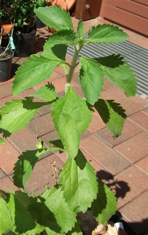 Stevijos augalo lapai, panašūs į mėtų ar dilgėlių