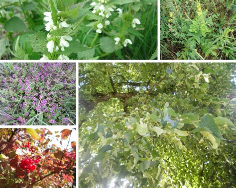 Nuotraukų galerija su skirtingais prieskoniniais ir vaistiniais augalais