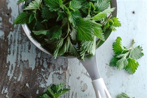 Schema, kaip paruošti ir naudoti dilgėlių užpilą daržovėms