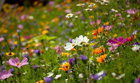 spalvinga tyrulinė pieva su įvairiais augalais