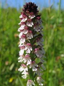 Lietuviška orchidėja - gegužraibė