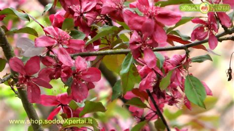 nuotrauka: vaismedis (pvz., obelis) žydi tarp spalvingų gėlių