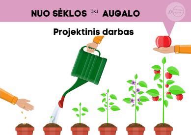 Infografika: schematinis daiginimo proceso vaizdavimas nuo sėklos iki daigo su pavyzdžiais.