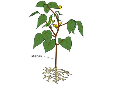 Schema, vaizduojanti pagrindines augalo dalis (šaknis, stiebas, lapas, žiedas) ir jų funkcijas