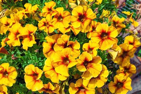 Botaninis petunijos žiedo ir lapo vaizdas