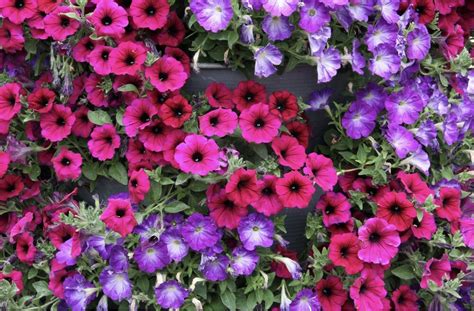 Nuskabyti nuvytę petunijų žiedai