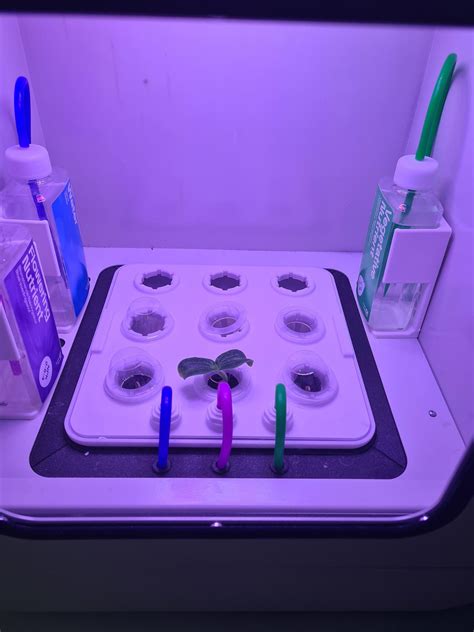 Diagrama, vaizduojanti skirtingų spalvų LED šviesos poveikį augalams.