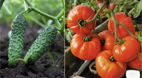 Informatyvinė grafika apie dažniausias pomidorų ir agurkų ligas ir kenkėjus.