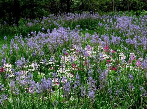 įvairūs pakrantės augalai: kamasija, melvenė, raudoklė