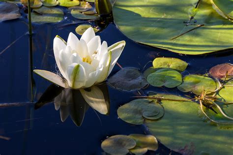 vandens lelijos ir lūgnės tvenkinyje
