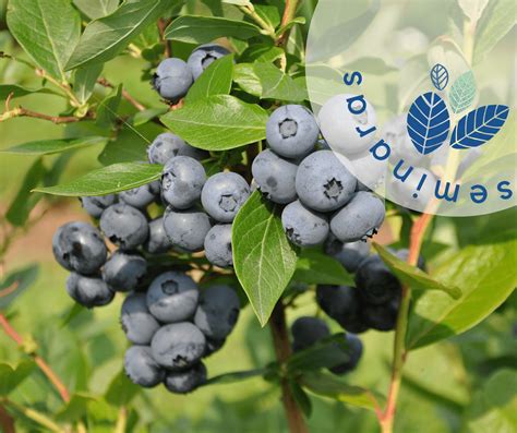 Nuotrauka iš VDU Botanikos sodo su šilauogių krūmais ir uogomis