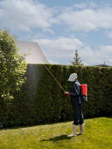 Vaismedžių purškimo laikas po žydėjimo