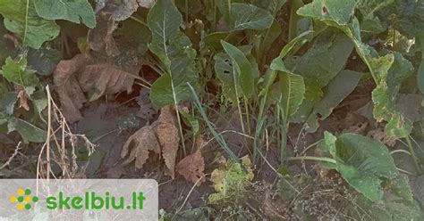 Gumbinio apijo šakniagumbiai ir lapai