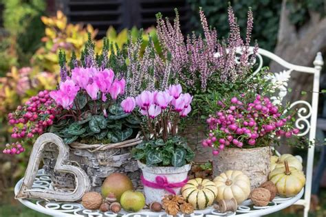 Ciklameno laistymas iš lėkštelės