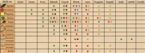 Ciklameno gumbas sodinimo metu