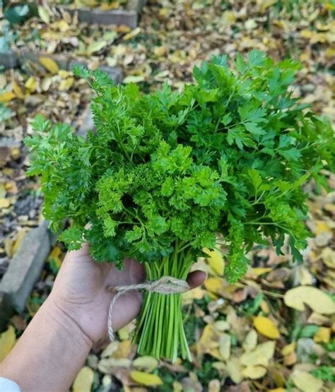 petražolių daigai lysvėje