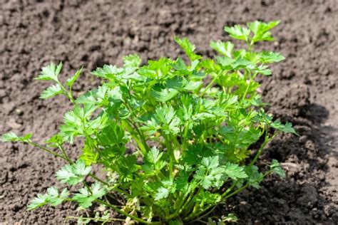 įvairių veislių petražolių lapai: lygūs ir garbanoti