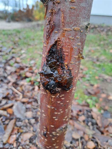 Schematinis pavaizdavimas, kaip tepalas sudaro apsauginį sluoksnį ant medžio žaizdos.