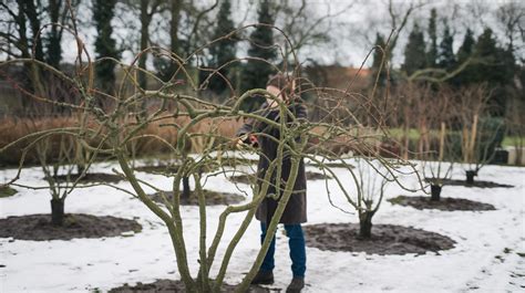 vaismedžių genėjimas pavasarį