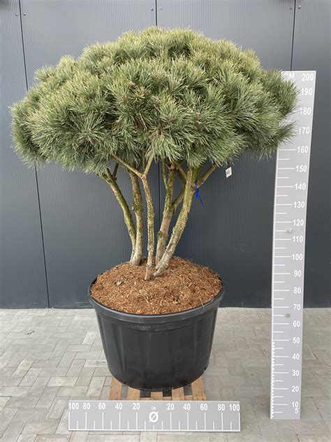 skėčio formos vaismedžio laja