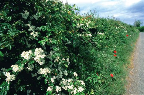 gudobelės gyvatvorė