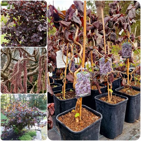 Margalapių aktinidijų lapų spalvų kaita - nuo žalios, baltos iki rausvos