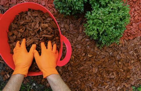 Aktinidijos laistymas ir mulčiavimas sausros metu