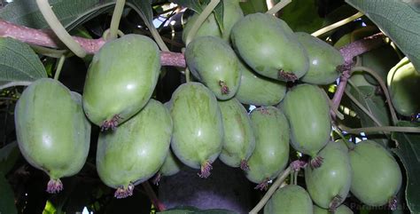 Aktinidijų uogų sudėtis ir vitaminų kiekis