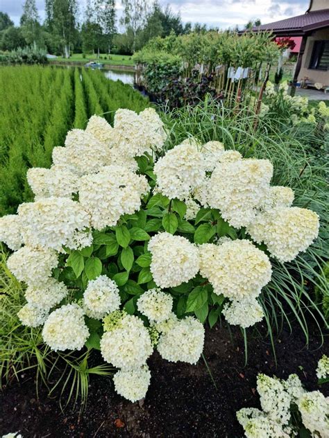 šluotelinės hortenzijos 'Grandiflora' krūmas su baltos spalvos žiedynais