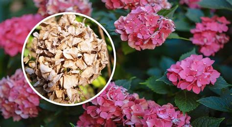 scheminis hortenzijos 'Grandiflora' genėjimo pavyzdys