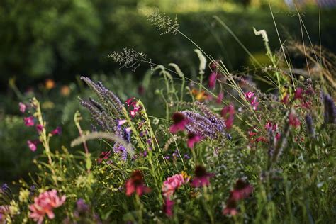 bendras pavasarinio sodo vaizdas su įvairiais žydinčiais augalais