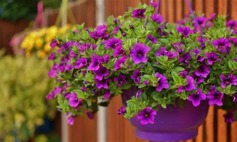 sodo vaizdas su petunijomis, pelargonijomis ir našlaitėmis