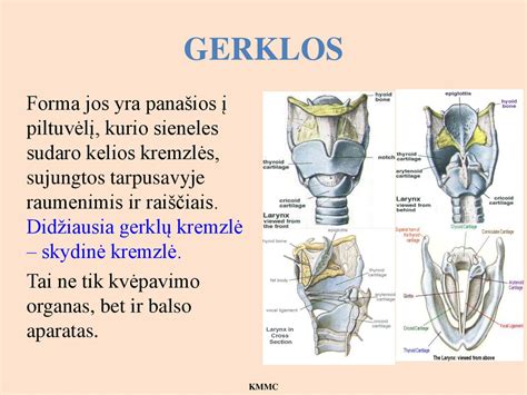 schematinis žmogaus nosies ir kvėpavimo takų vaizdas su pavaizduotais alergenais
