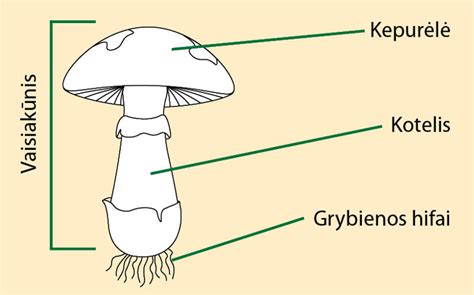 Schematinis vaizdas, kaip grybų sporos patenka į augalą ir sukelia ligą.