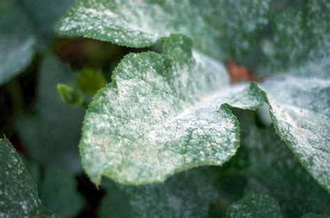 Nuotraukų koliažas, vaizduojantis skirtingas augalų ligas: rauplės ant obuolio, lapų chlorozė, miltligė ant lapų.
