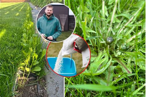 nuotraukos, iliustruojančios dažniausias piktžoles vejoje