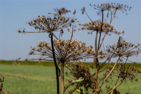 iliustracija, vaizduojanti Sosnovskio barščio žalą