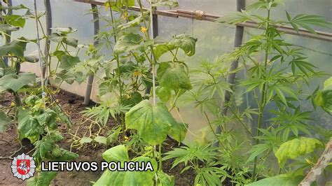 įvairios daržovės ir žolelės šiltnamyje